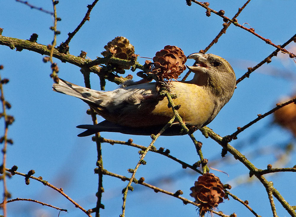 Crossbill