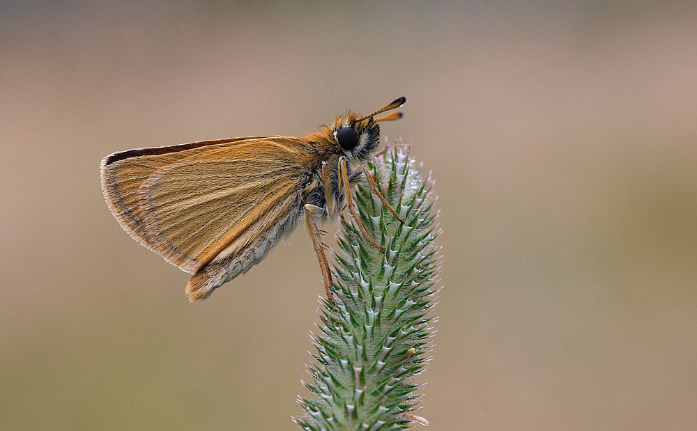 Essex Skipper