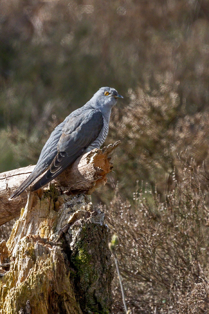 Cuckoo