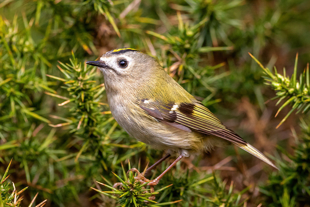Goldcrest