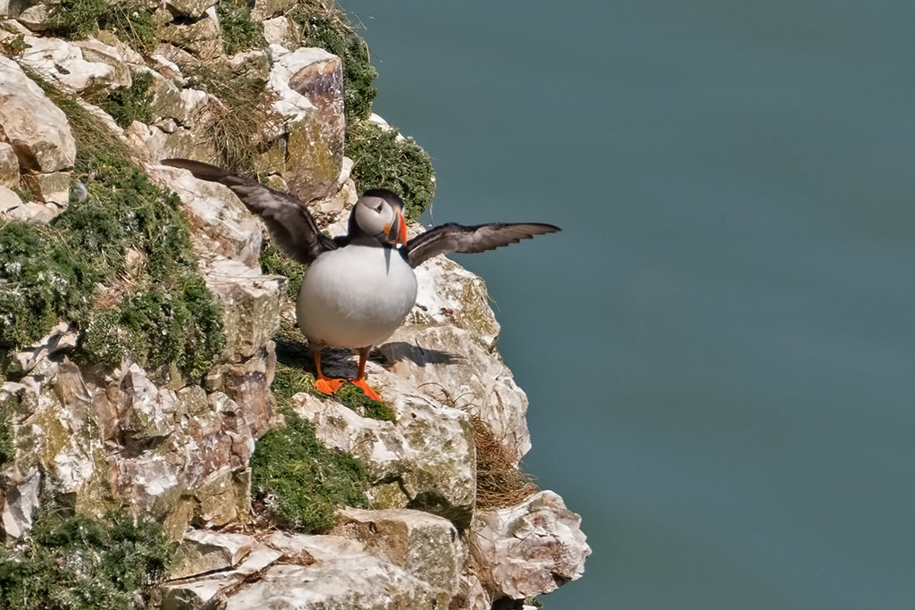 Puffin