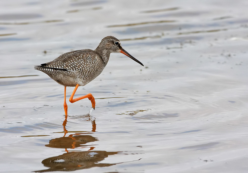 Spotted Redshank