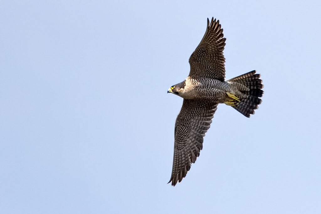 Peregrine