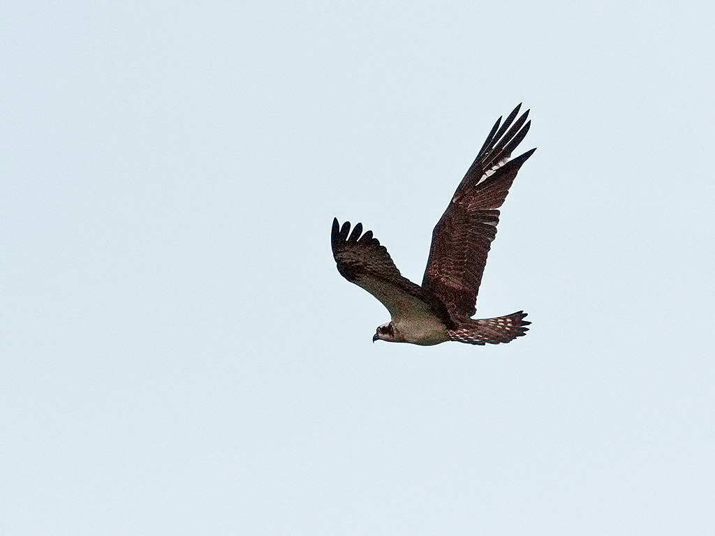 Osprey
