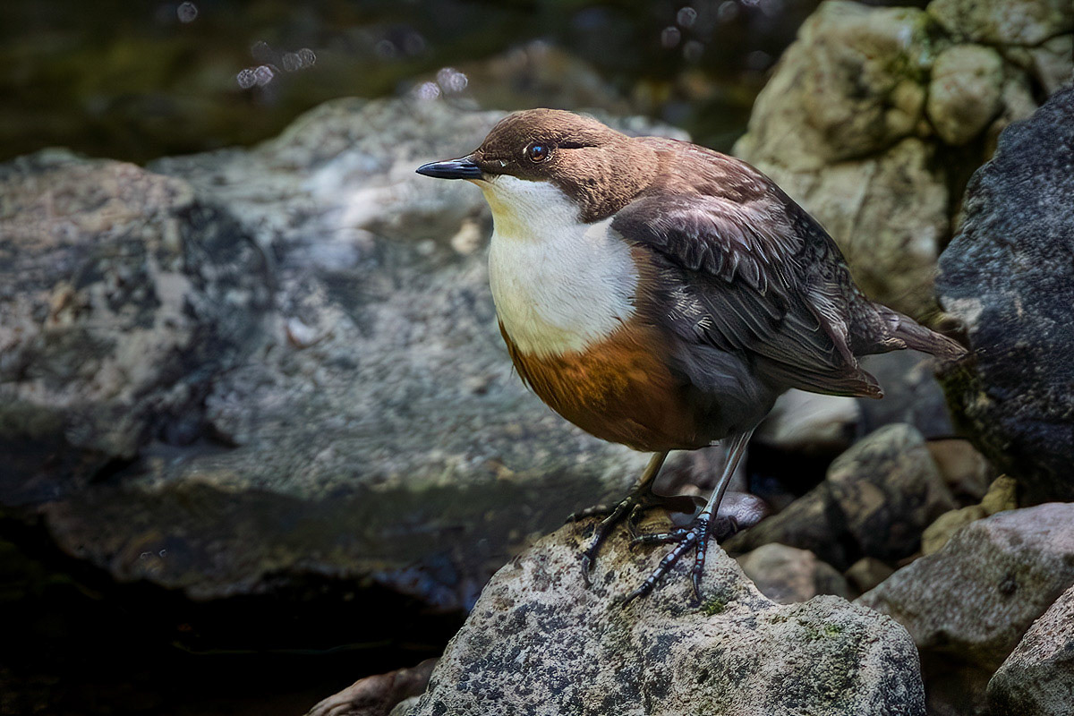 Dipper