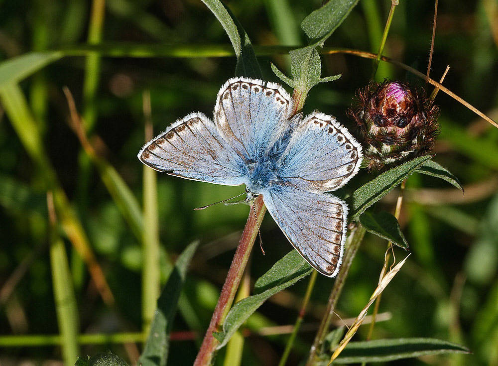 Chalkhill Blue