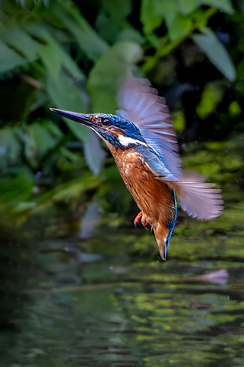 Kingfisher