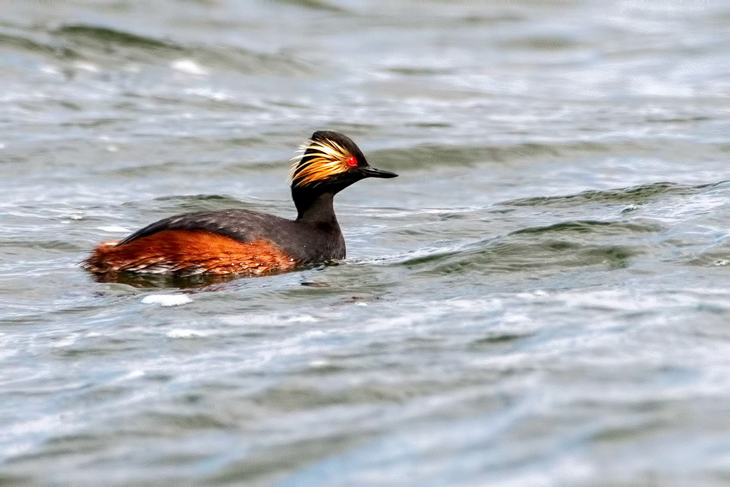 Black-necked Grebe