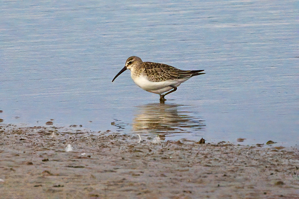 Curlew Sandpiper