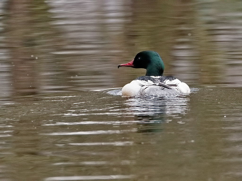Goosander