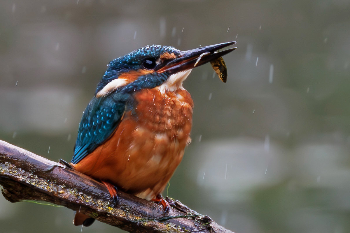 Kingfisher