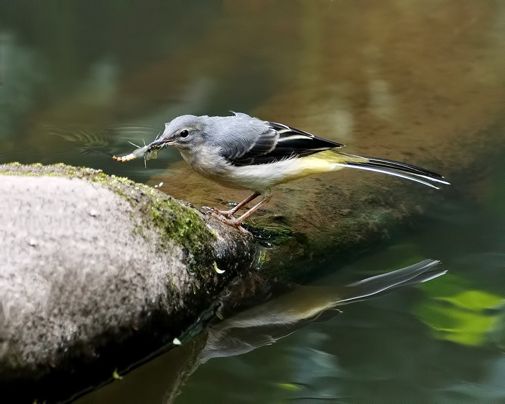 Grey Wagtail