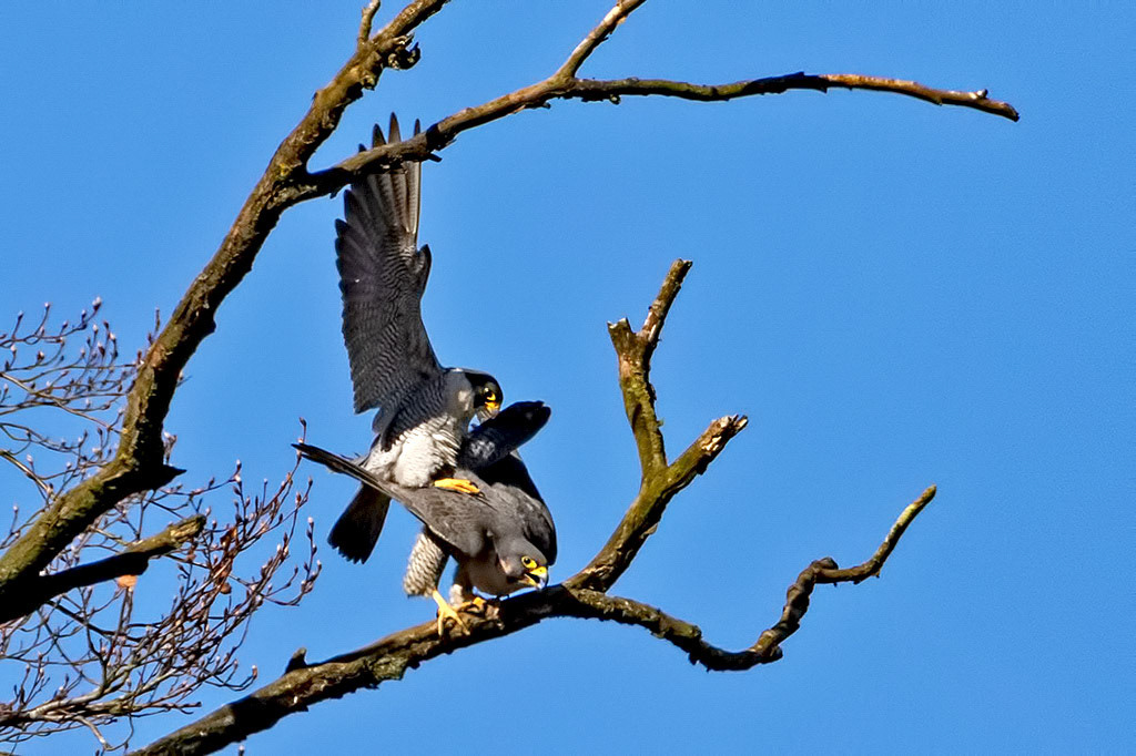 Peregrine Falcon
