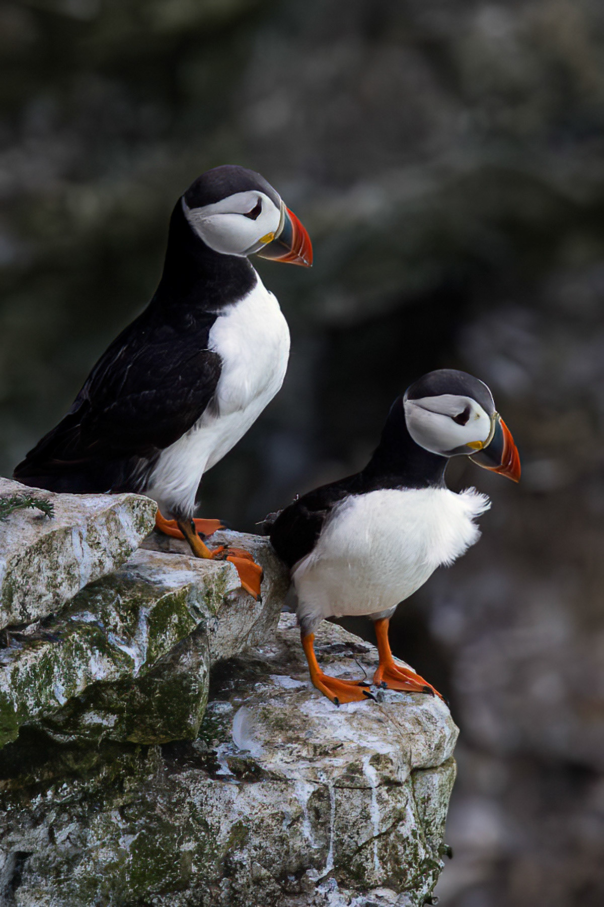 Puffin