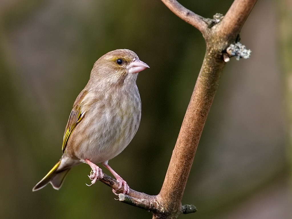 Greenfinch