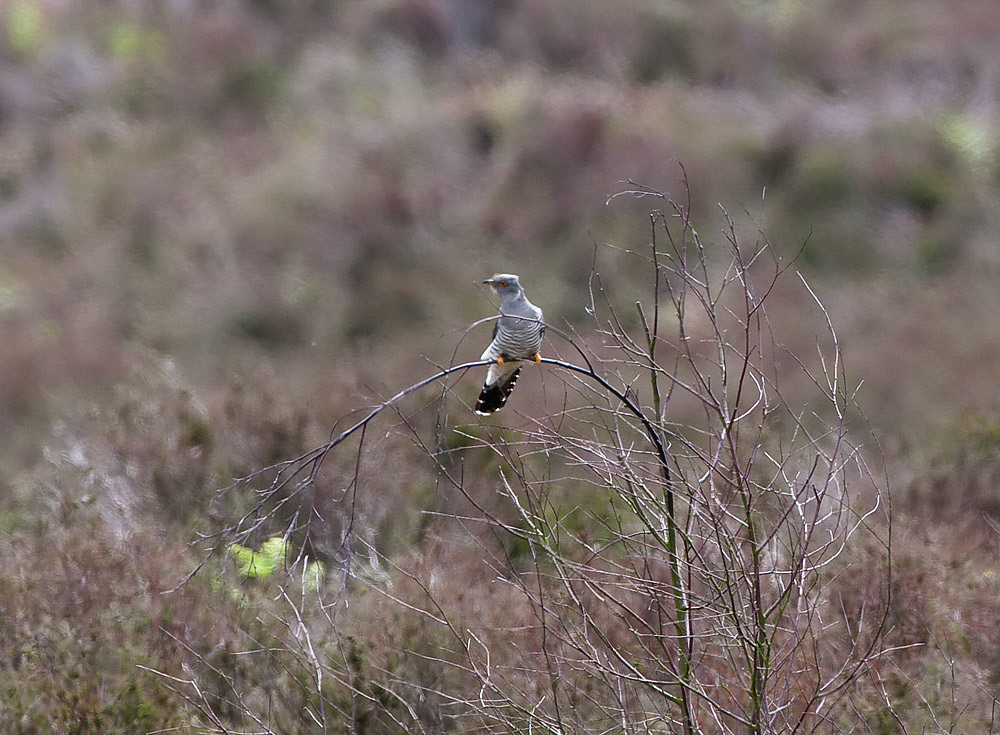 Cuckoo