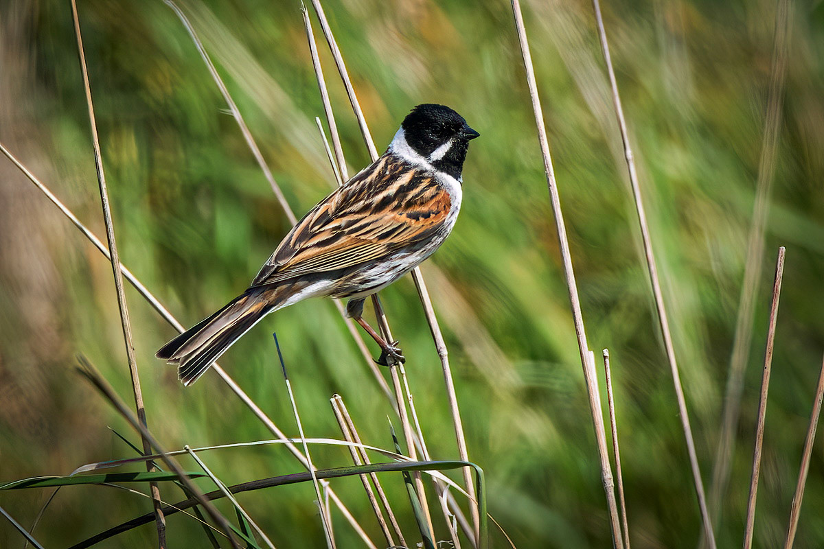 Reed Bunting