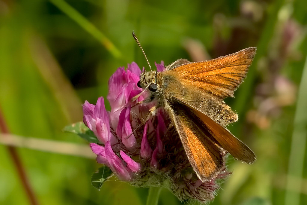 Essex Skipper