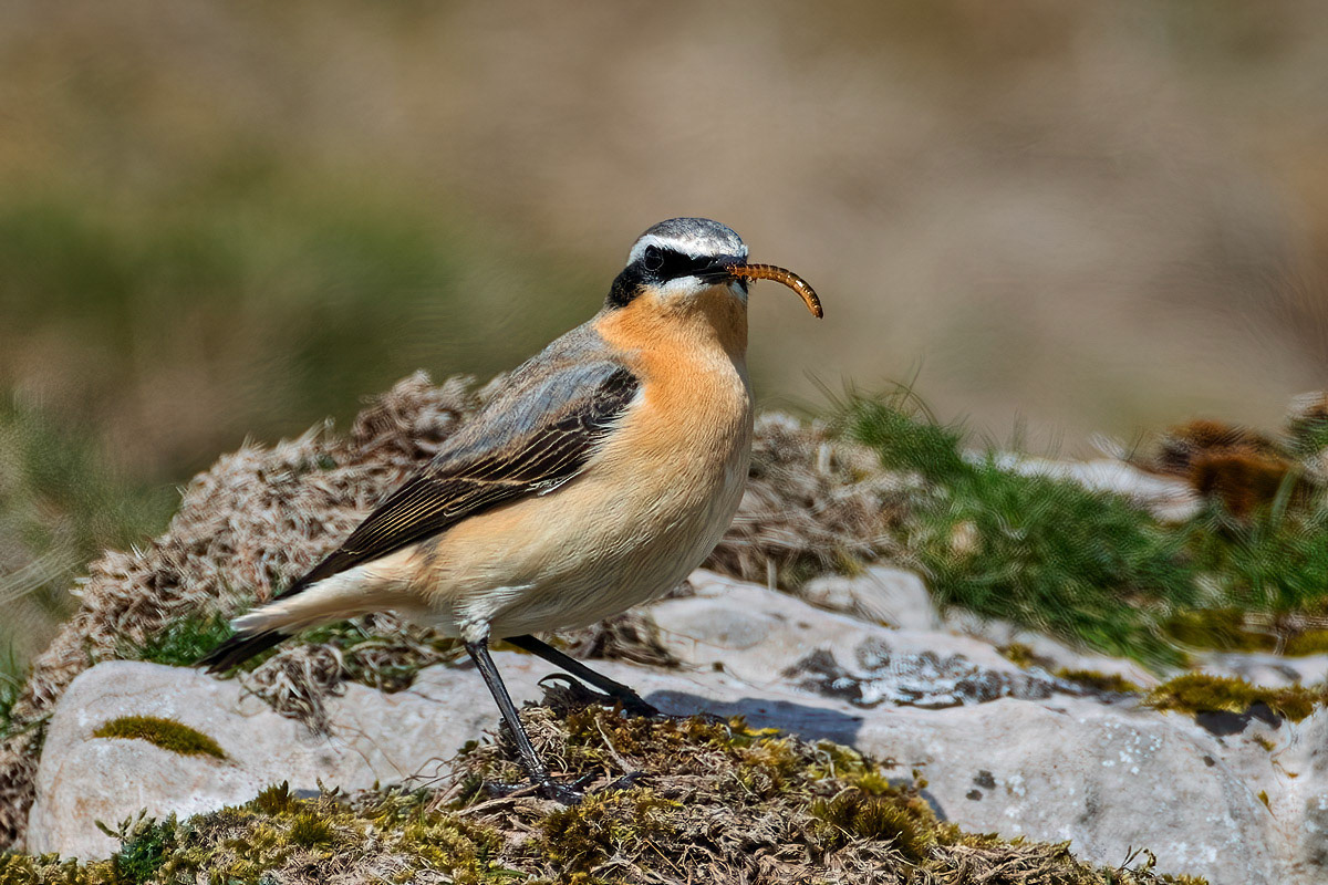 Northern Wheatear