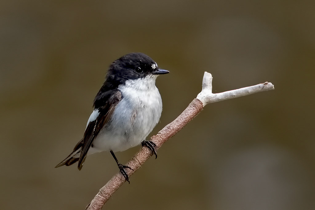 Male Pied Flycatcher