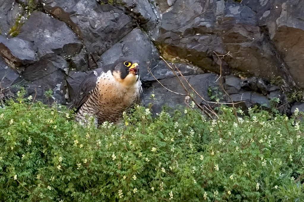 Peregrine Falcon