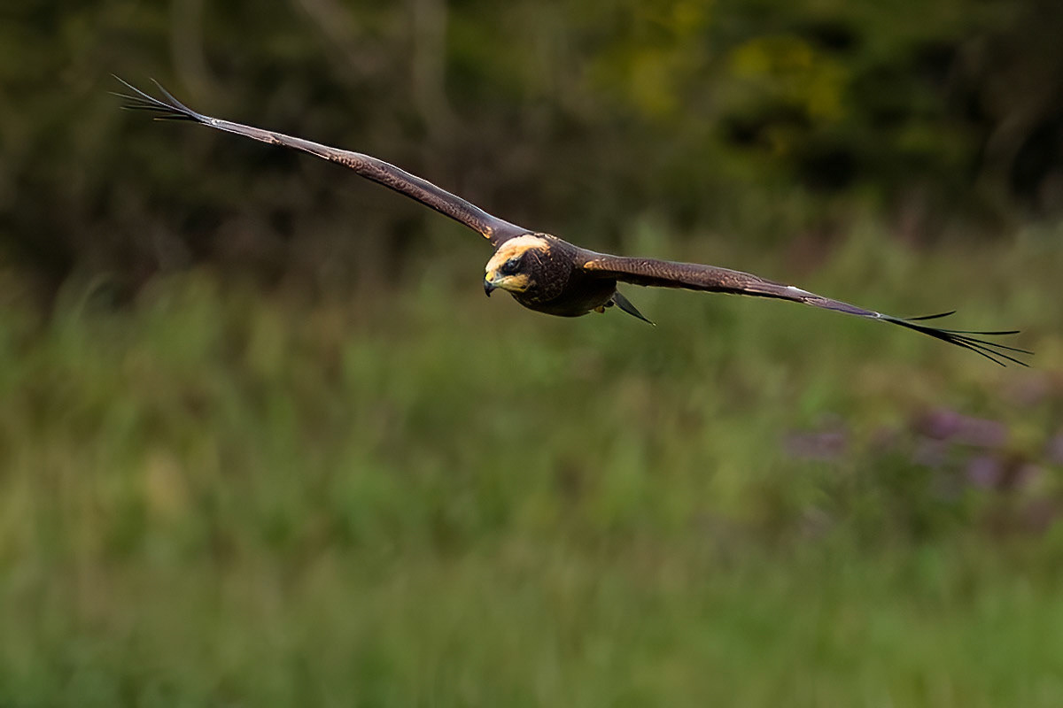 Marsh Harrier