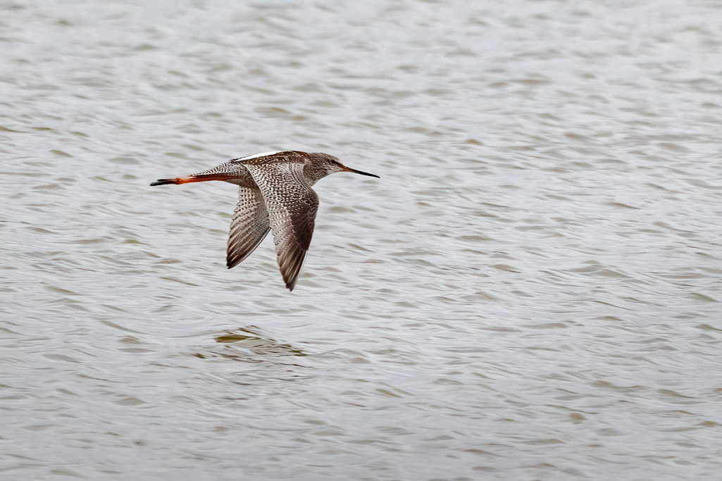 Bar-tailed Godwit