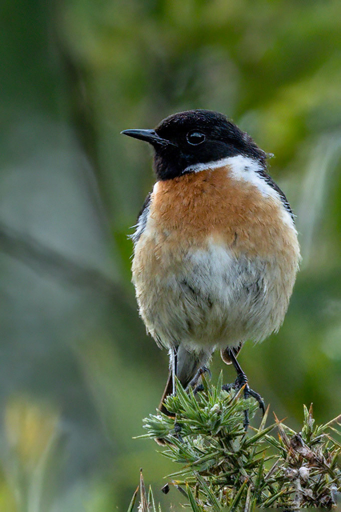Stonechat