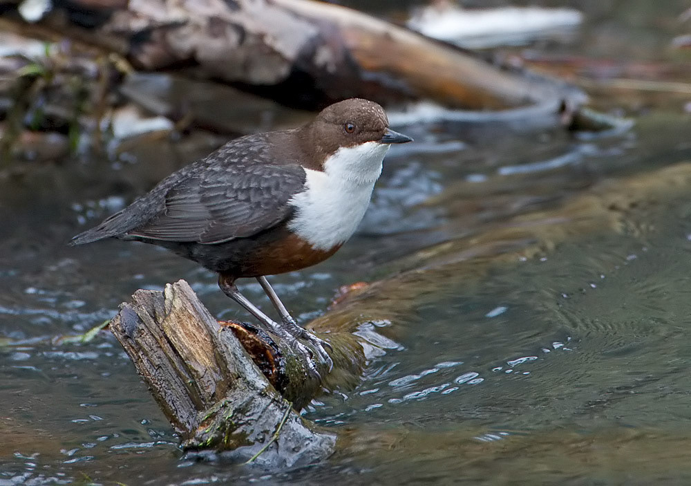 Dipper
