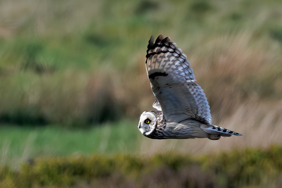 Short-eared Owl