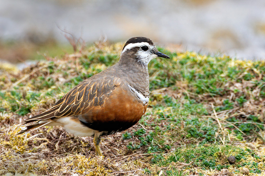 Dotterel