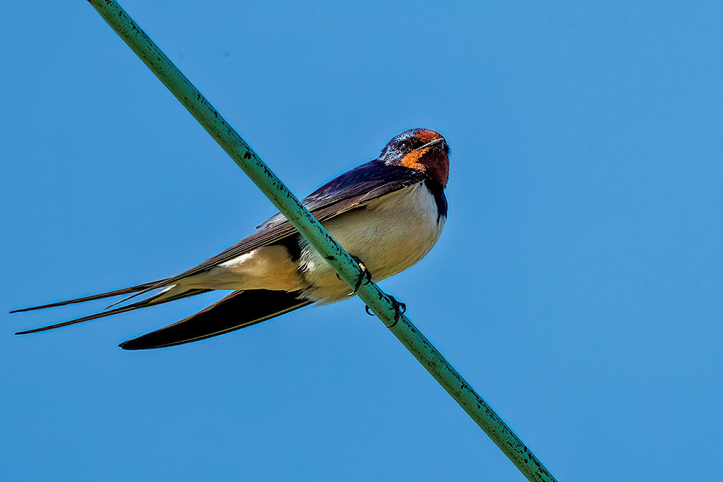 Swallow