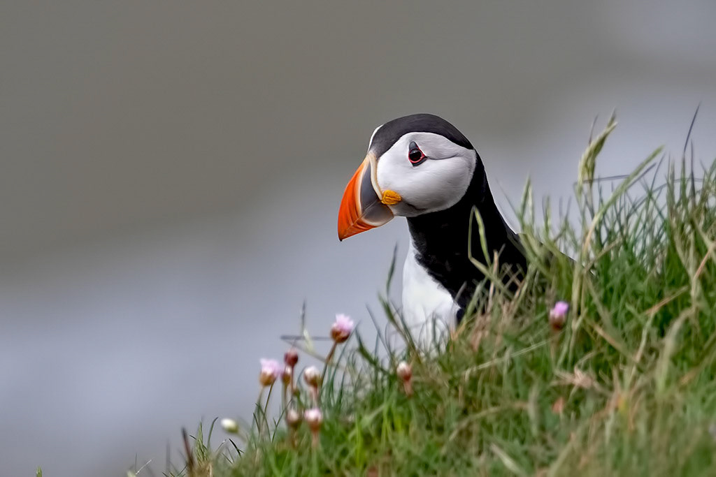Puffin