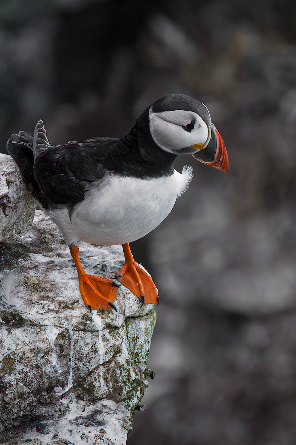 Puffin
