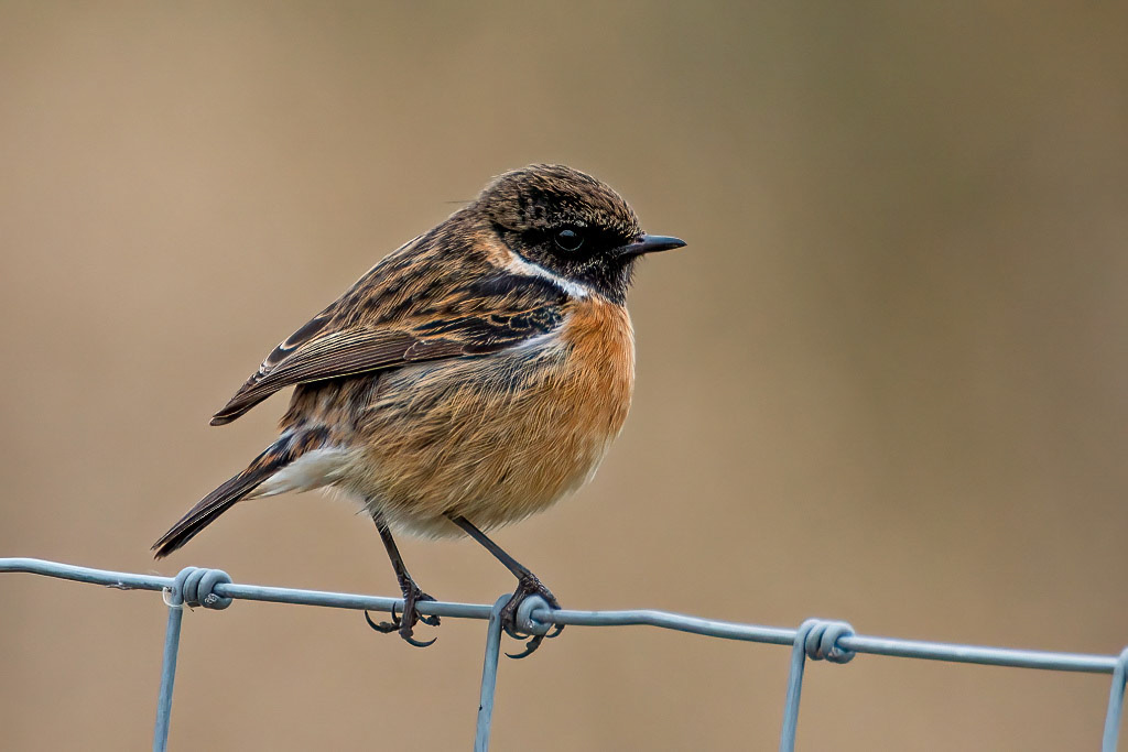 Stonechat