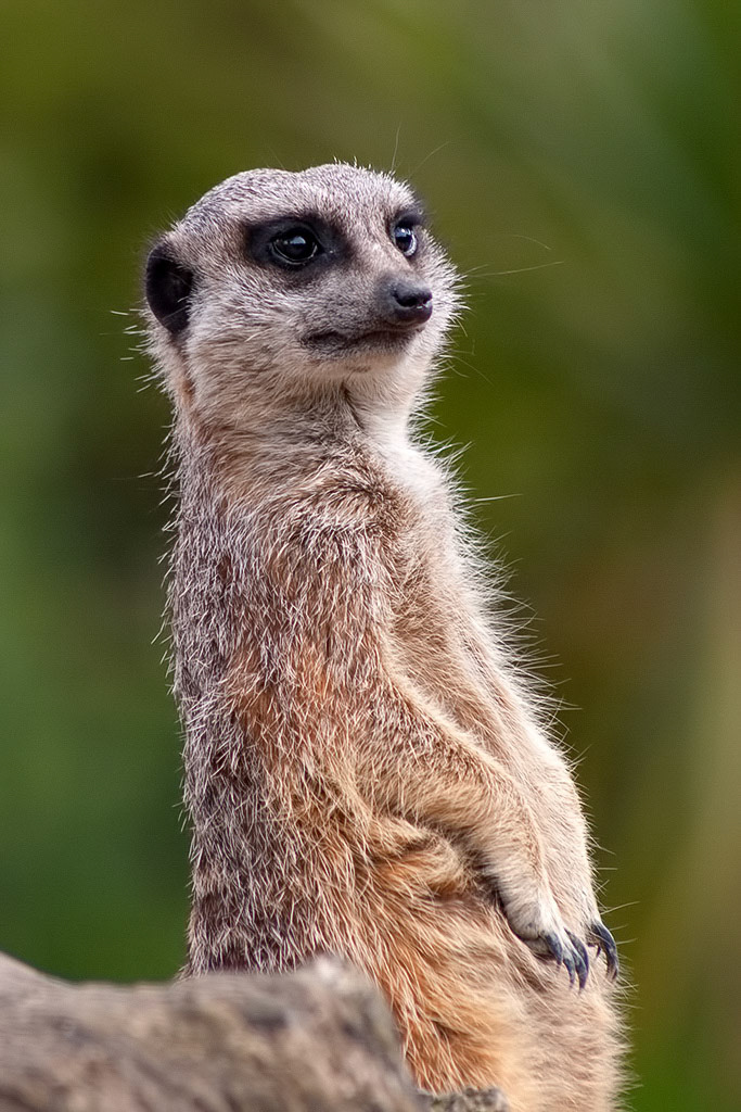 Meercat