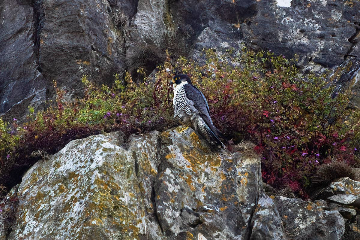 Peregrine Falcon