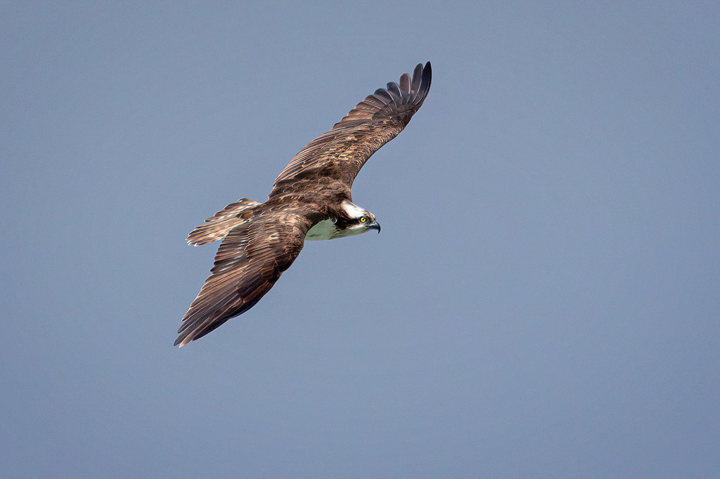Osprey