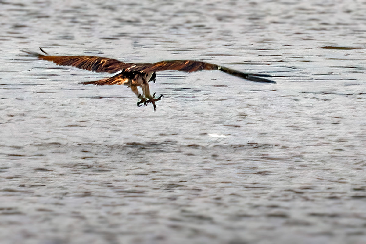 Osprey