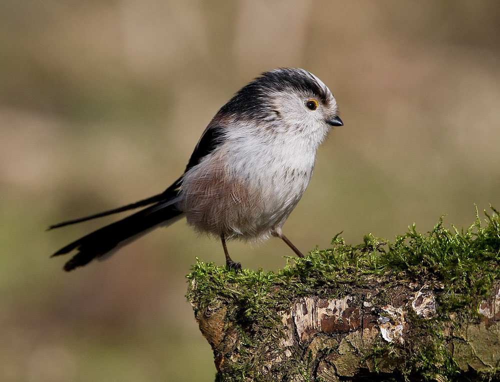 Long-tailed Tit