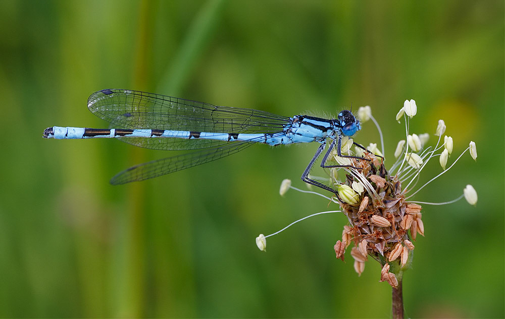 Common Blue Damselfly