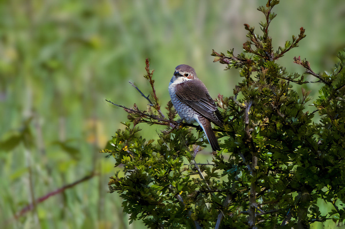 Red-backed Shrike