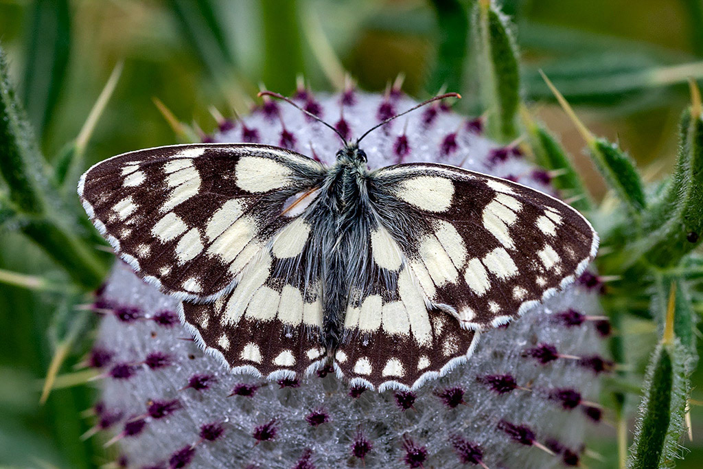 Marbled White
