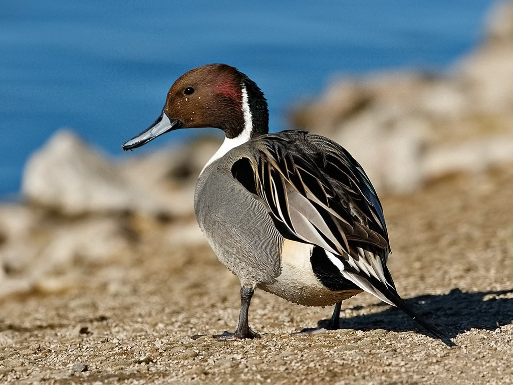 Pintail