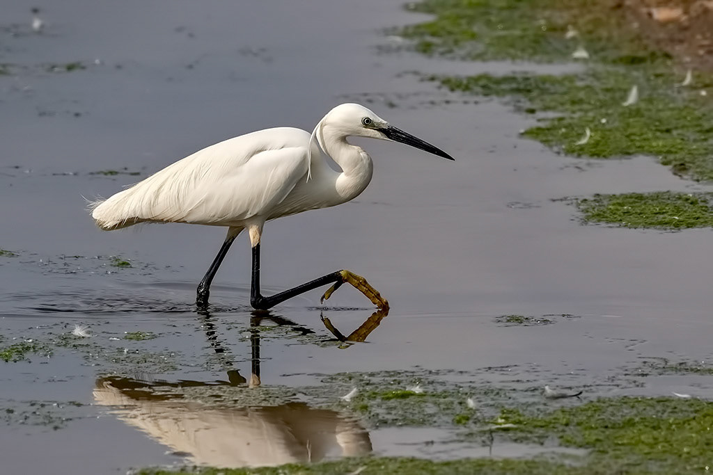 Little Egret