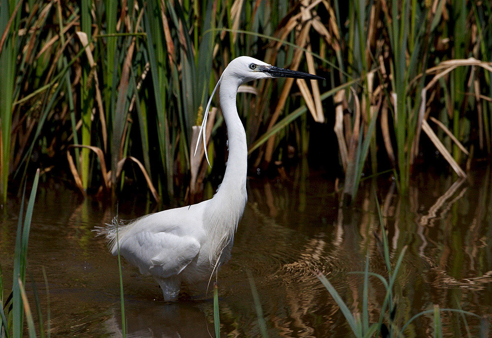 Little Egret
