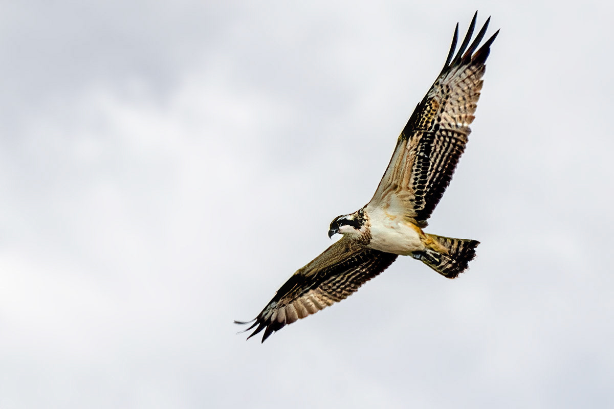 Osprey