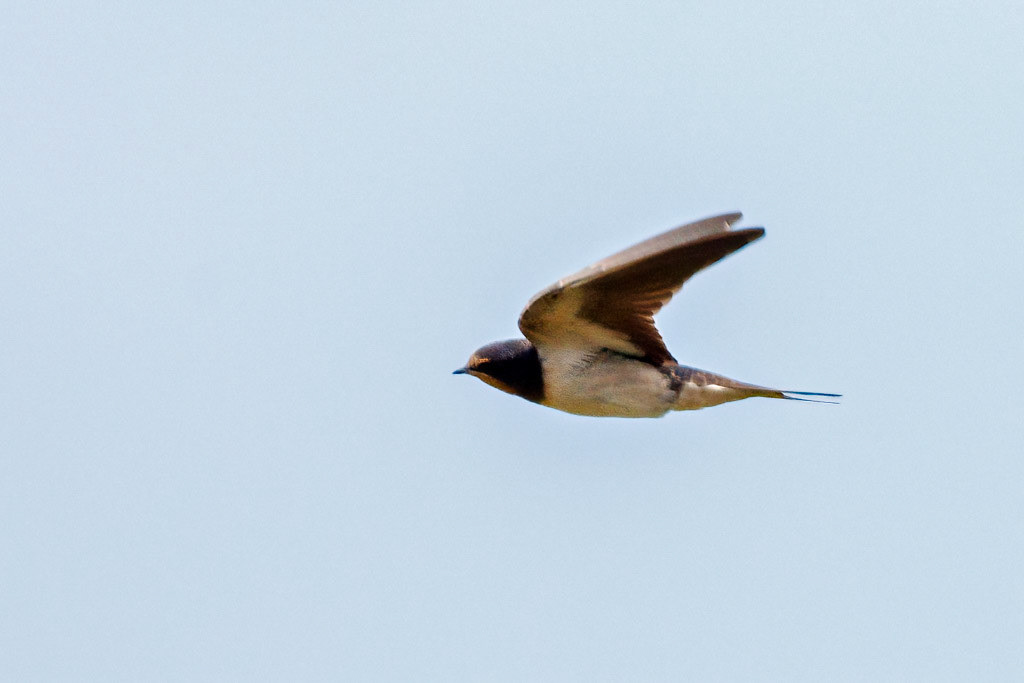 Swallow