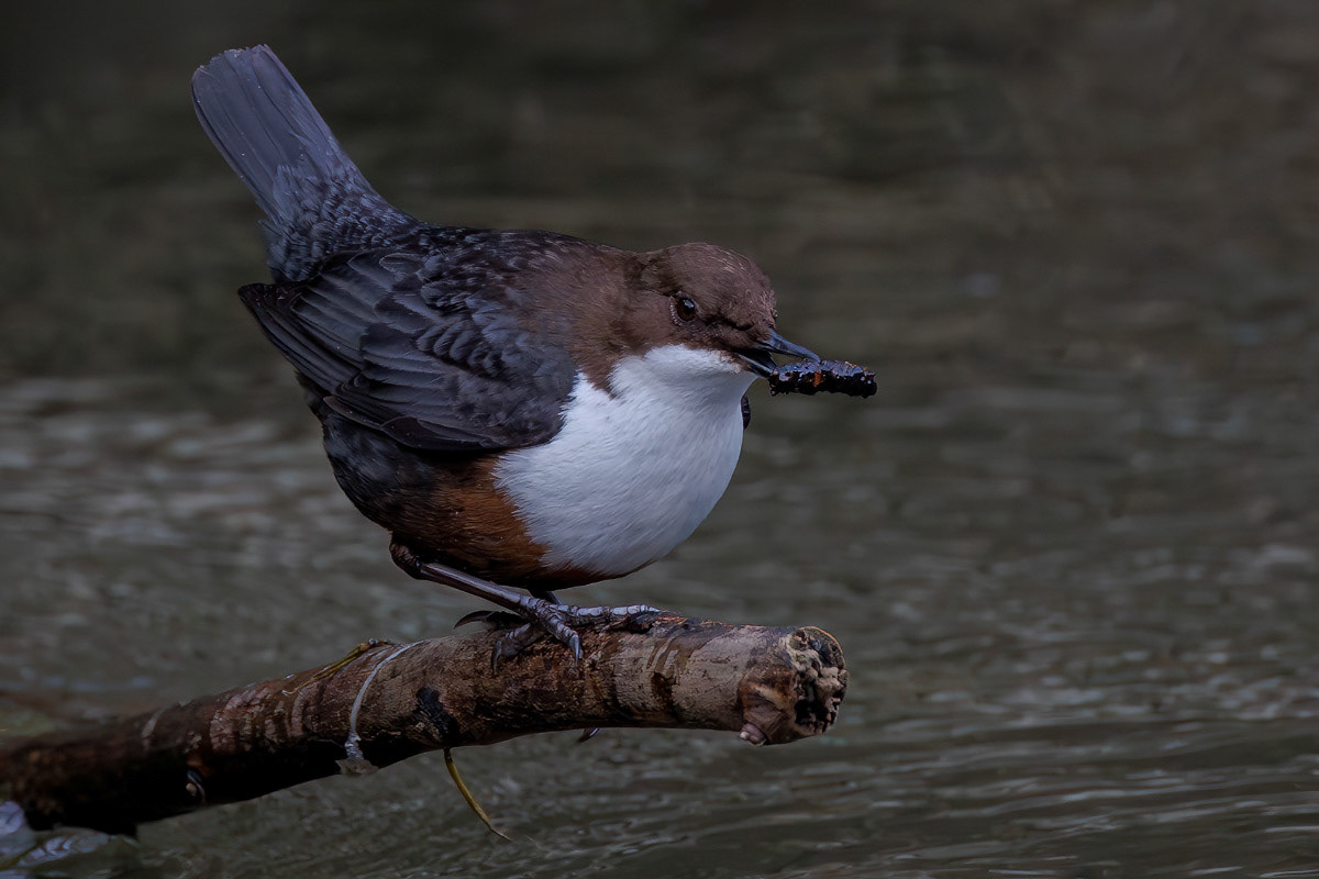 White-throated Dipper