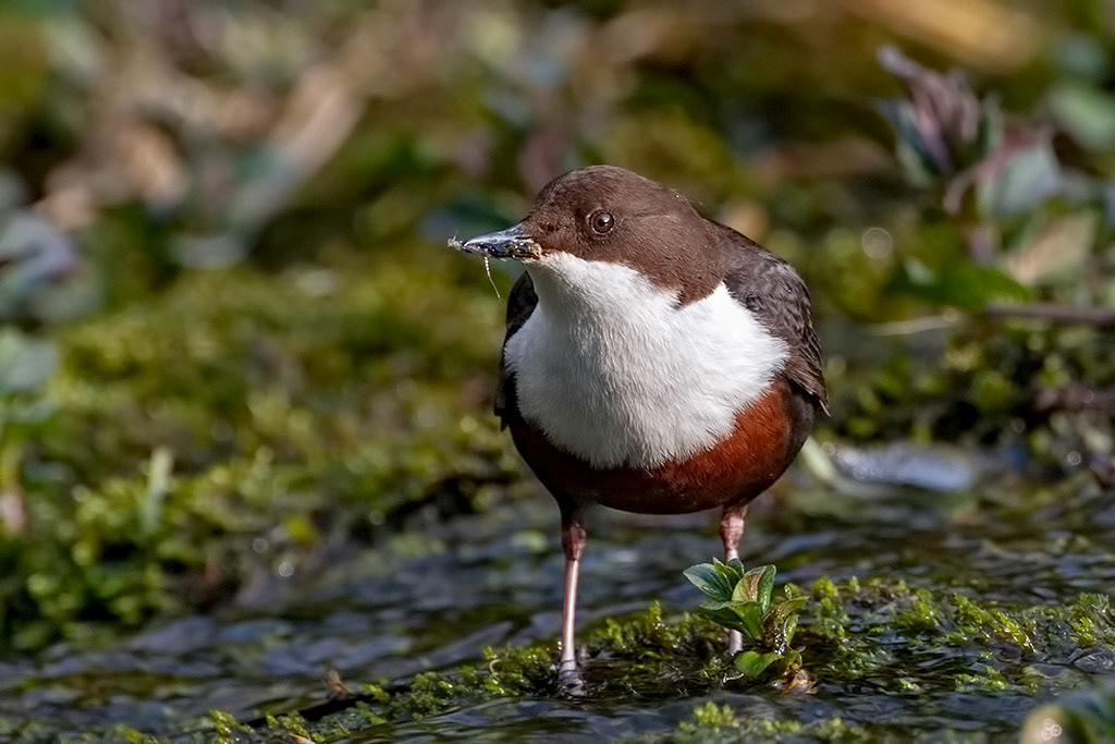 Dipper
